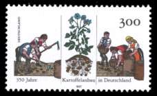 Bild von 350 Jahre Kartoffelanbau in Deutschland