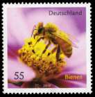 Bild von Bienen