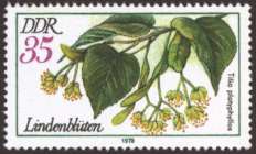 Bild von Arzeneipflanzen