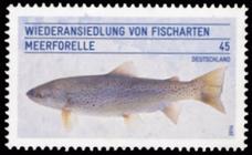 Bild von Wiederansiedlung von Fischarten