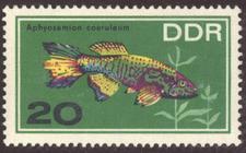 Bild von Zierfische