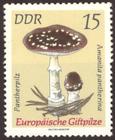 Bild von Europäische Giftpilze