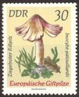 Bild von Europäische Giftpilze