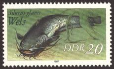 Briefmarke zu Deutsche Demokratische Republik (DDR) Süßwasserfische 20 Pfg mehrfarbig