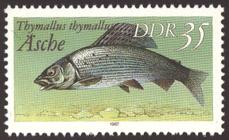 Briefmarke zu Deutsche Demokratische Republik (DDR) Süßwasserfische 35 Pfg mehrfarbig