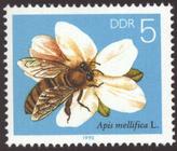 Bild von Die Biene