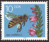 Bild von Die Biene